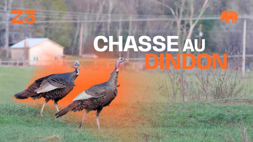 Chasse au dindon