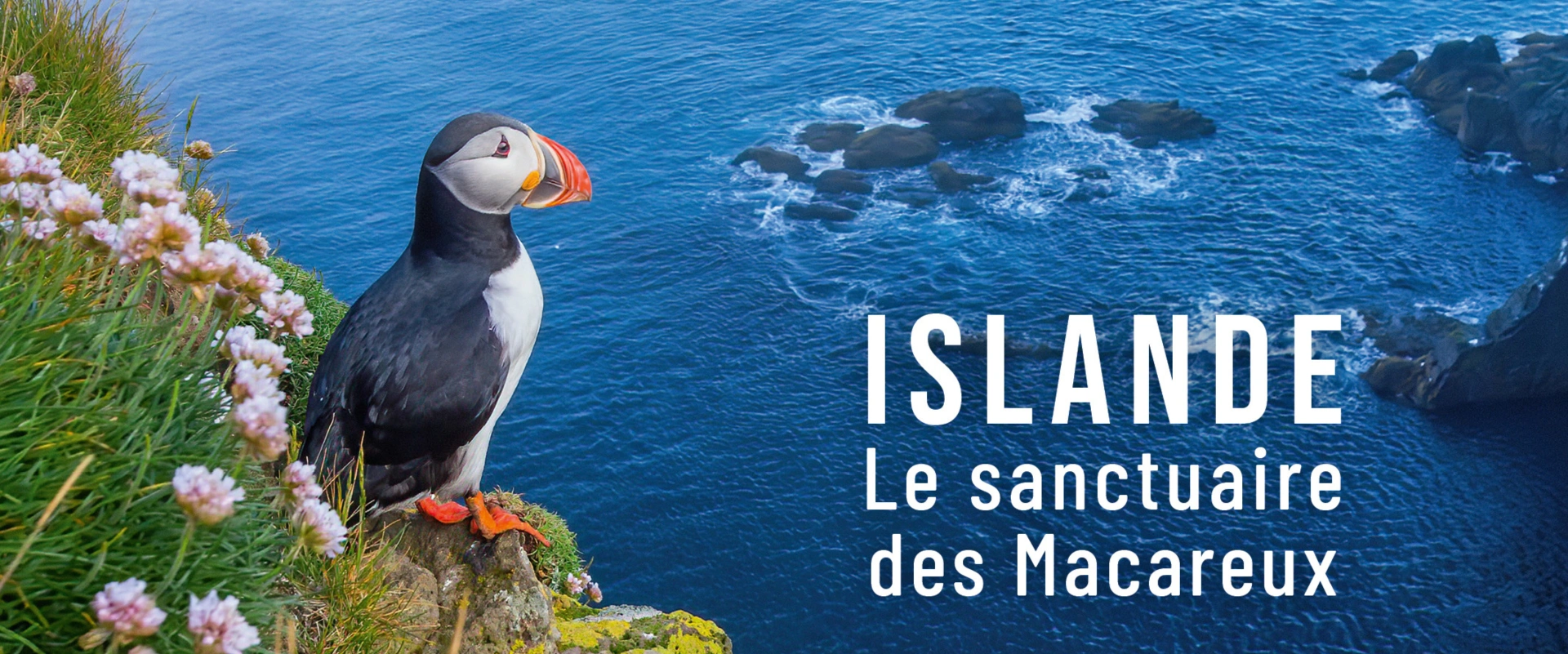 Islande, le sanctuaire des macareux