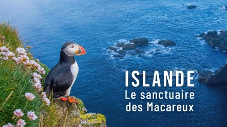 Islande, le sanctuaire des macareux