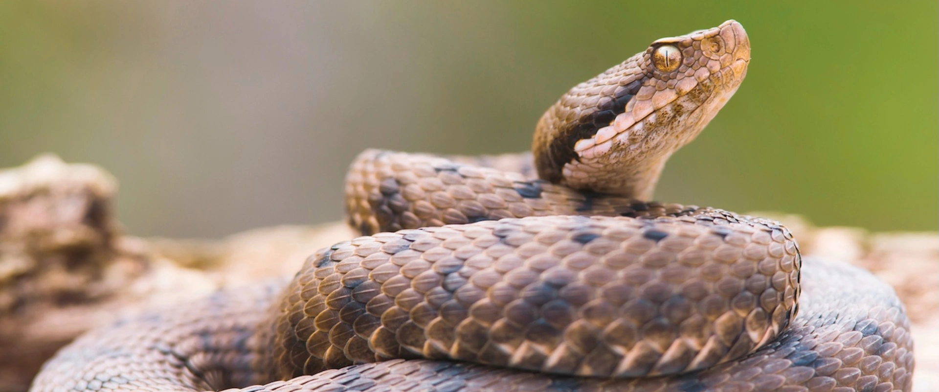 Pourquoi avons-nous peur des serpents ?