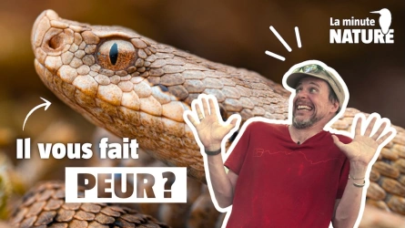 Pourquoi avons-nous peur des serpents ?