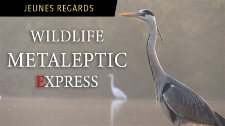Wildlife-Metaleptic-Express