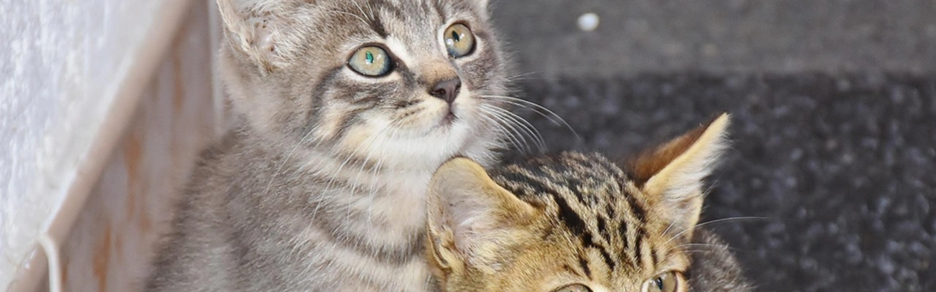 A la rencontre des animaux - Chats