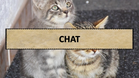 A la rencontre des animaux - Chats