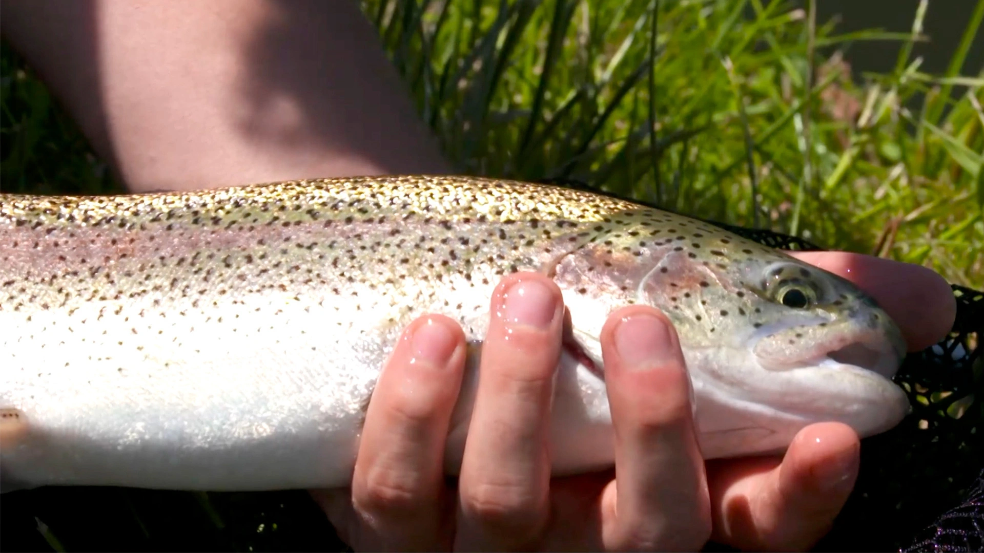 Pêche à la mouche Tenkara