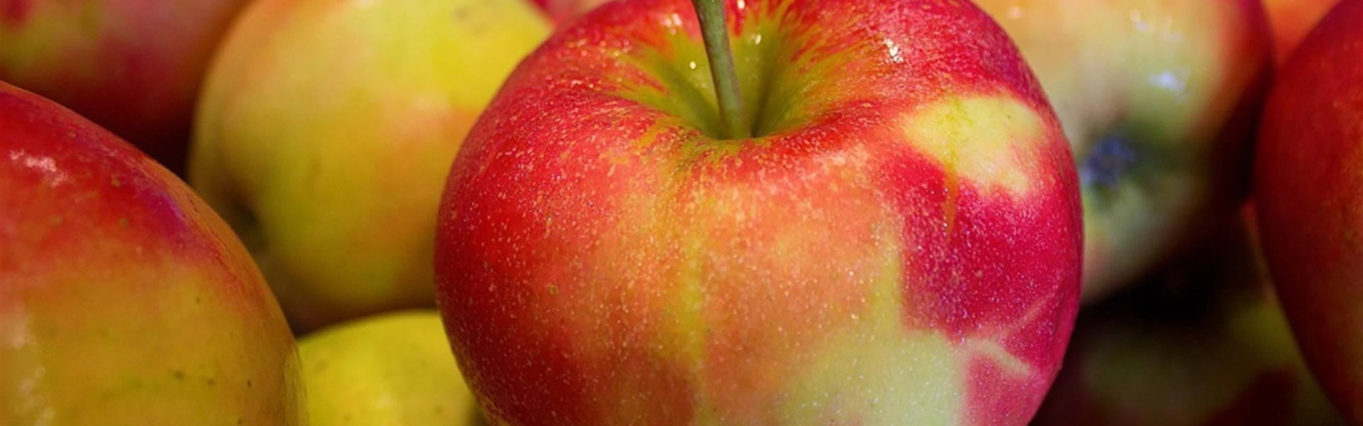Quiz - Pomme de Reinette