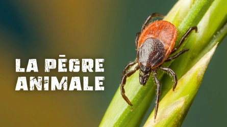 La pègre animale