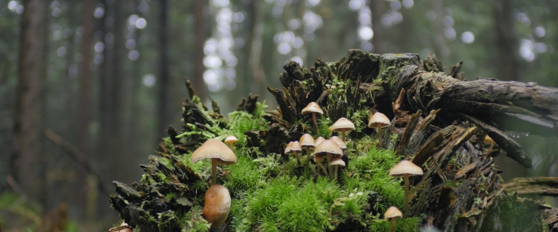 Symbioses