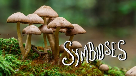 Symbioses