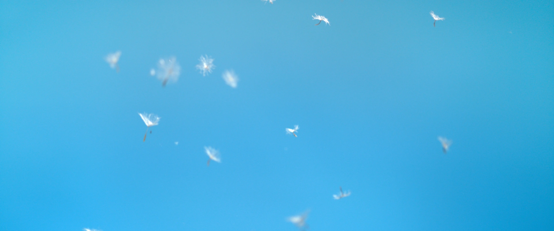 Le peuples des airs