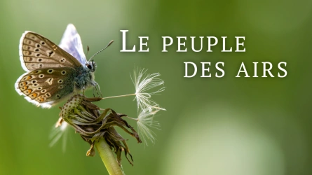 Le peuples des airs