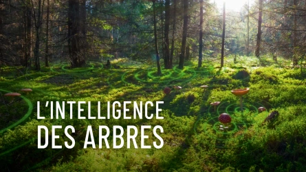 L'intelligence des arbres