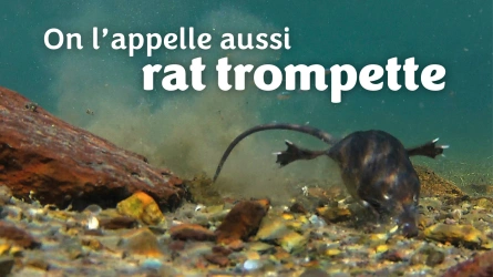 On l'appelle aussi rat-trompette