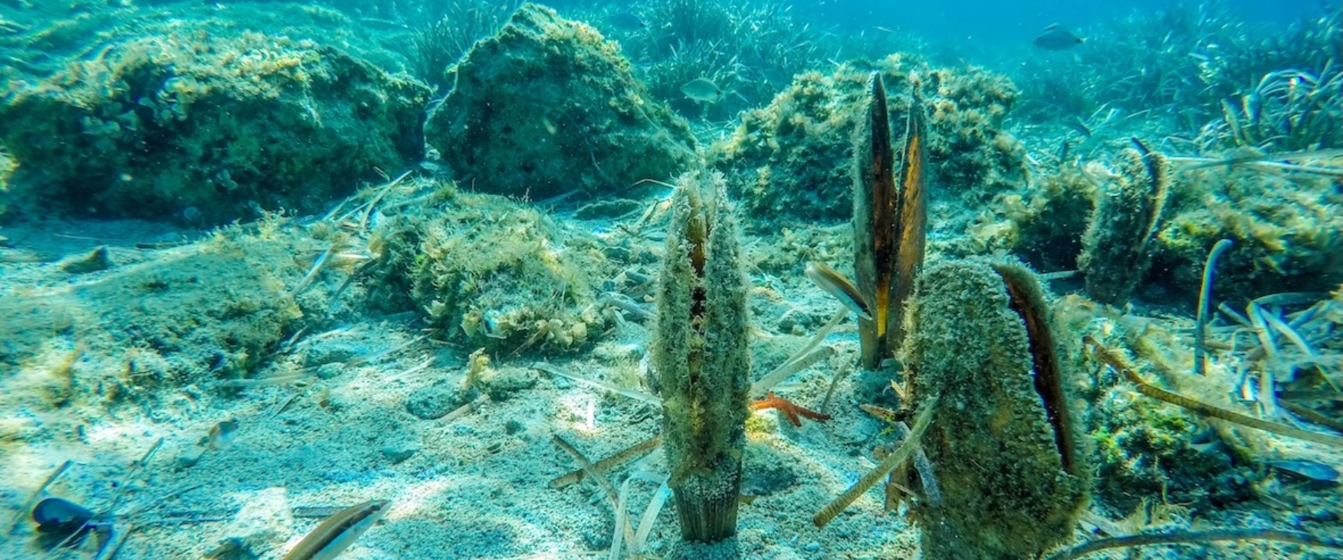 99% de ces coquillages géants sont morts en 2016 !