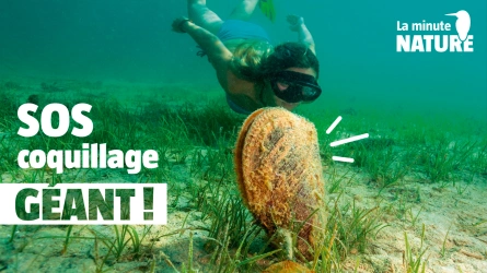 99% de ces coquillages géants sont morts en 2016 !