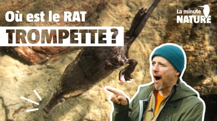 Le desman, l'animal le plus discret d'Europe