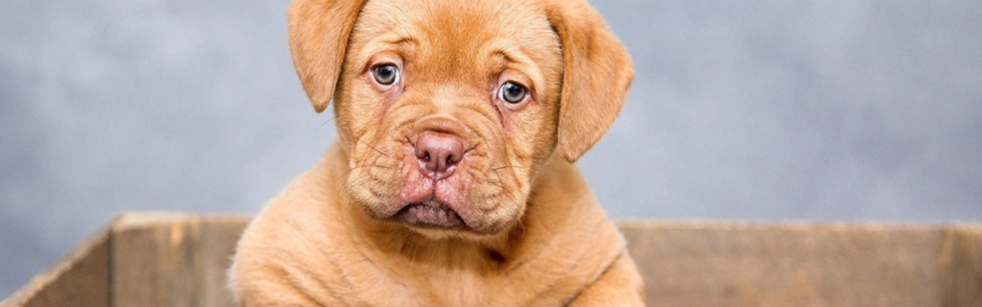 A la rencontre des animaux - Chiens