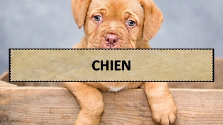 A la rencontre des animaux - Chiens