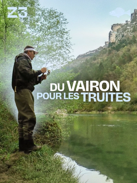 Du vairon pour les truites