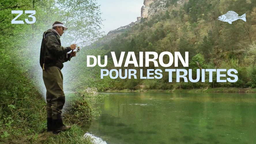 Du vairon pour les truites