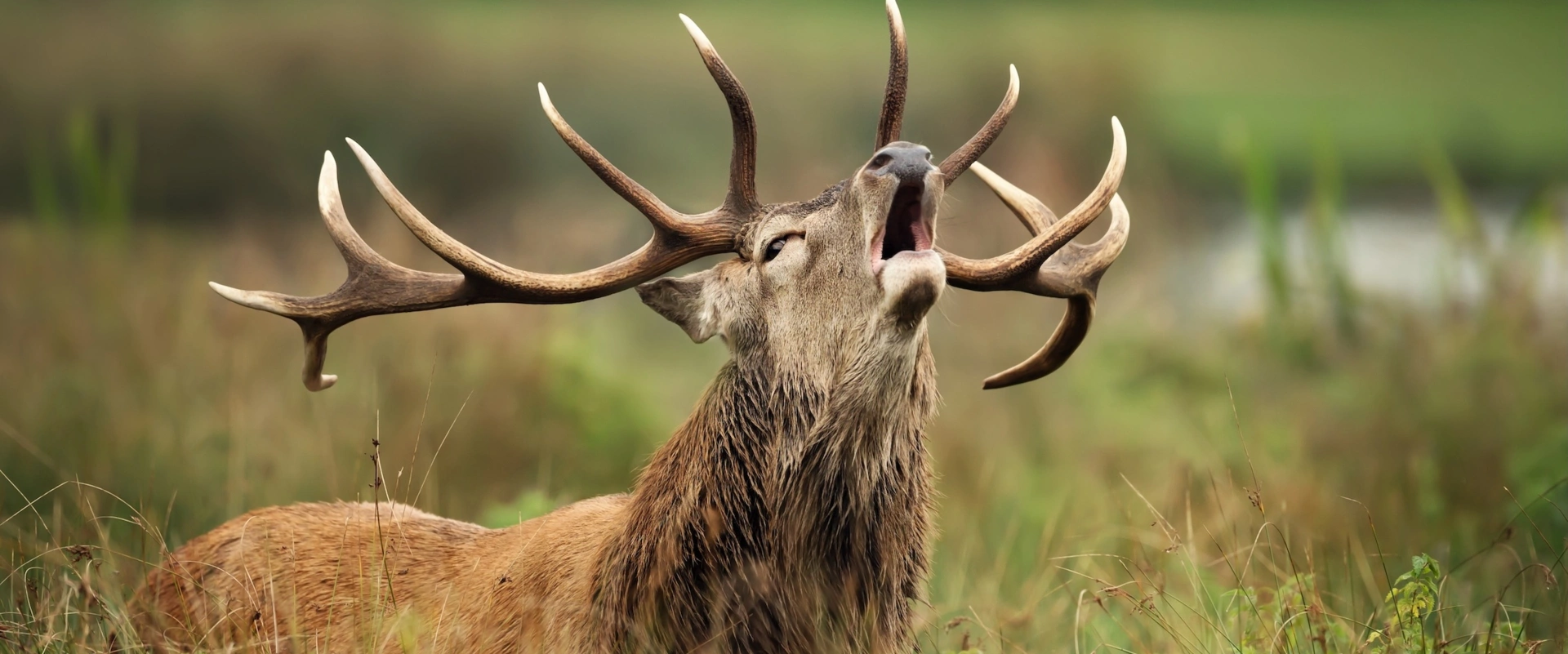 7 idées reçues sur le cerf