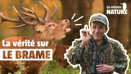 7 idées reçues sur le cerf