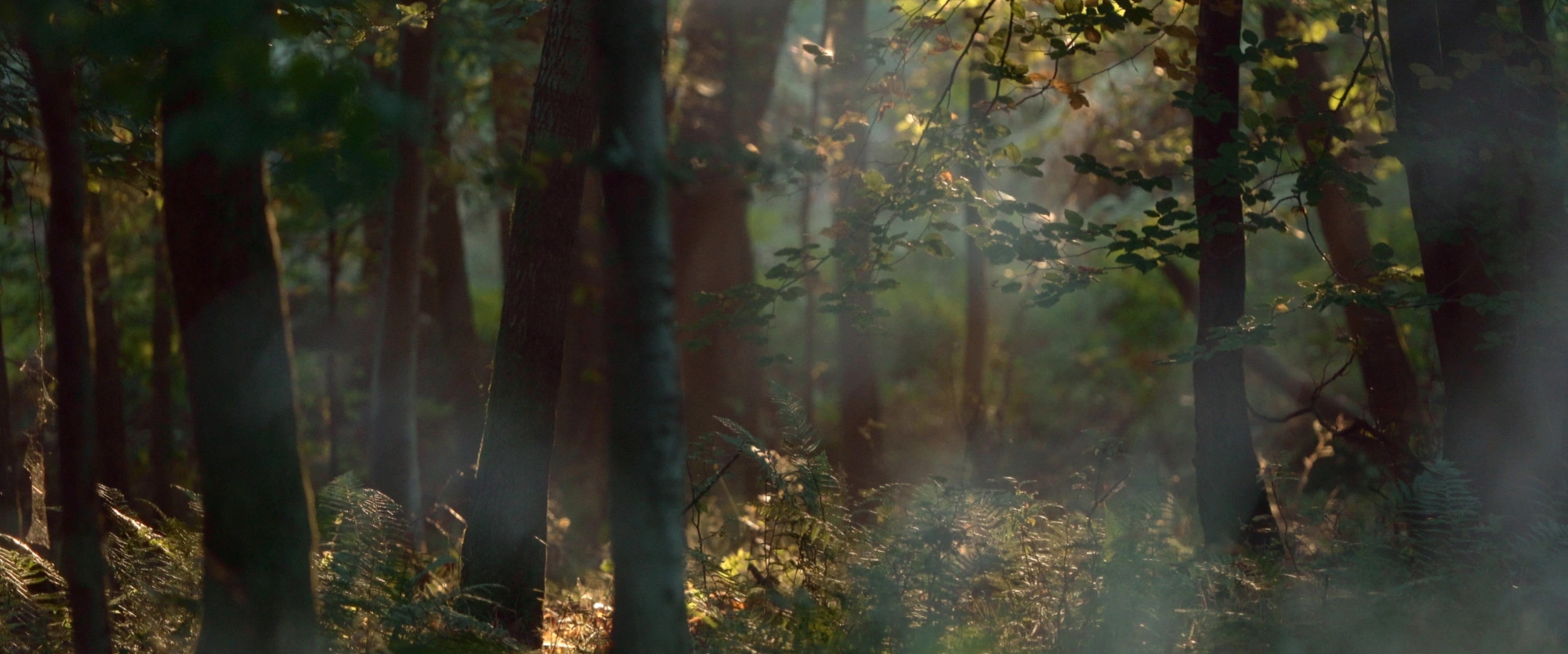 La forêt d'à côté