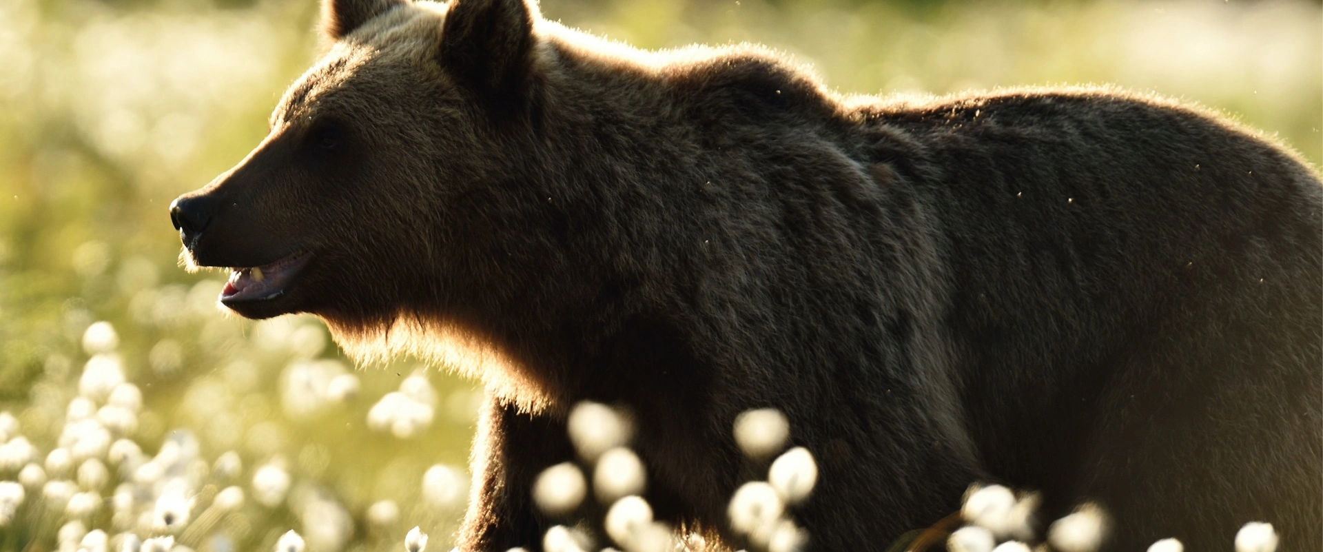 L'ours à vélo