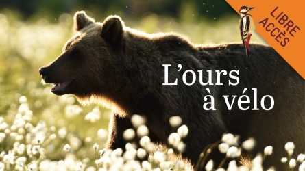 L'ours à vélo