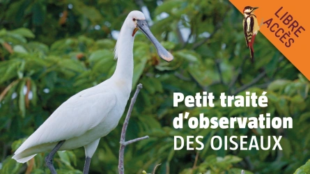 Petit traité d’observation des oiseaux