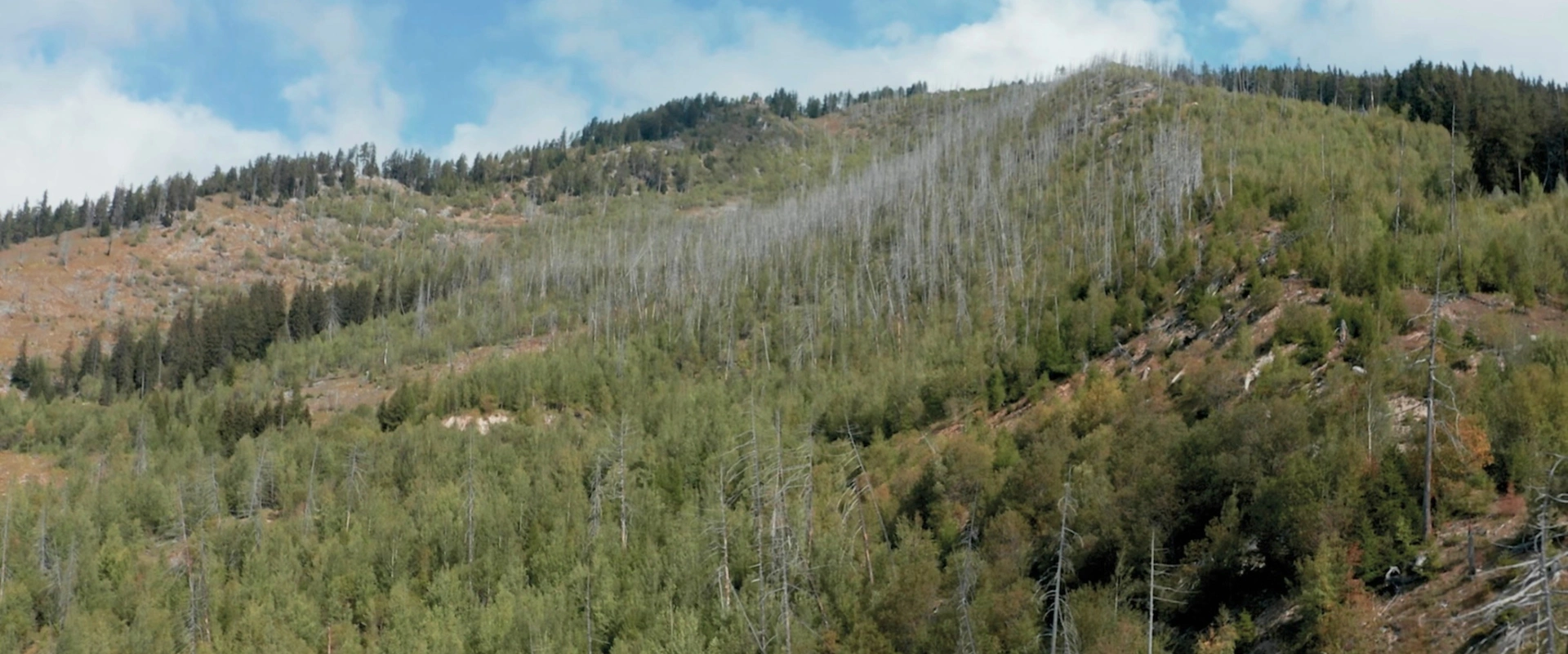 Que devient une forêt brûlée ?