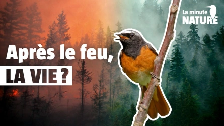 Que devient une forêt brûlée ?