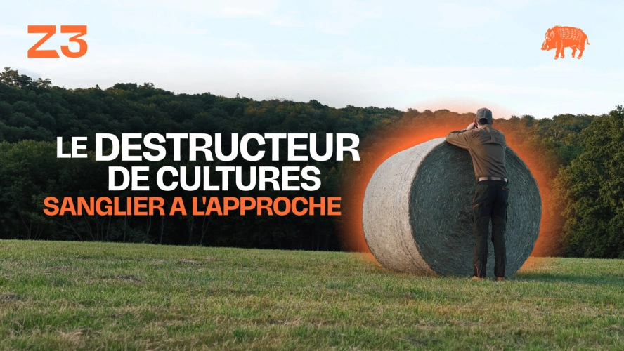 Le destructeur de cultures : sanglier à l'approche