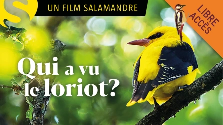 Qui a vu le loriot ?