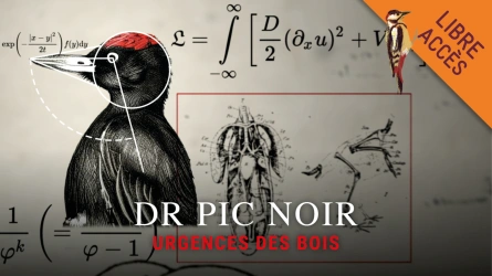 Dr Pic noir, urgence des bois