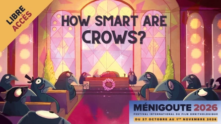 How smart are crows