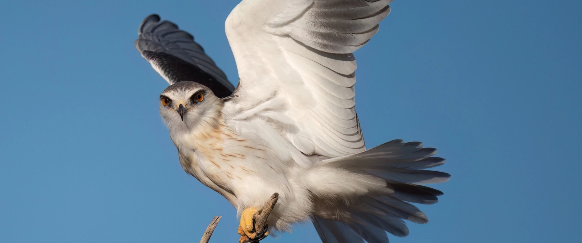 Dix oiseaux qui vont mieux !