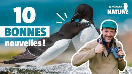Dix oiseaux qui vont mieux !