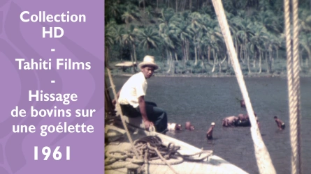 Archives HD Tahiti Films - Hissage de bovins sur une goélette dans les îles
