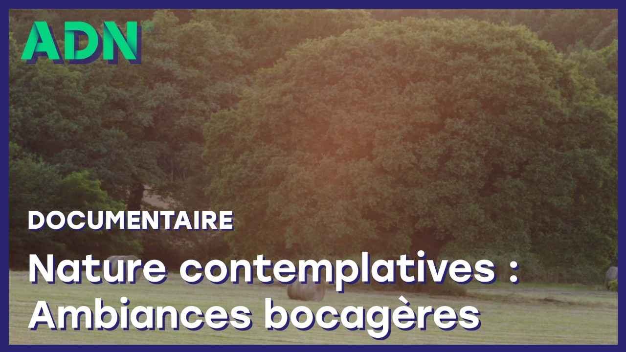 Nature contemplative : Ambiances bocagères