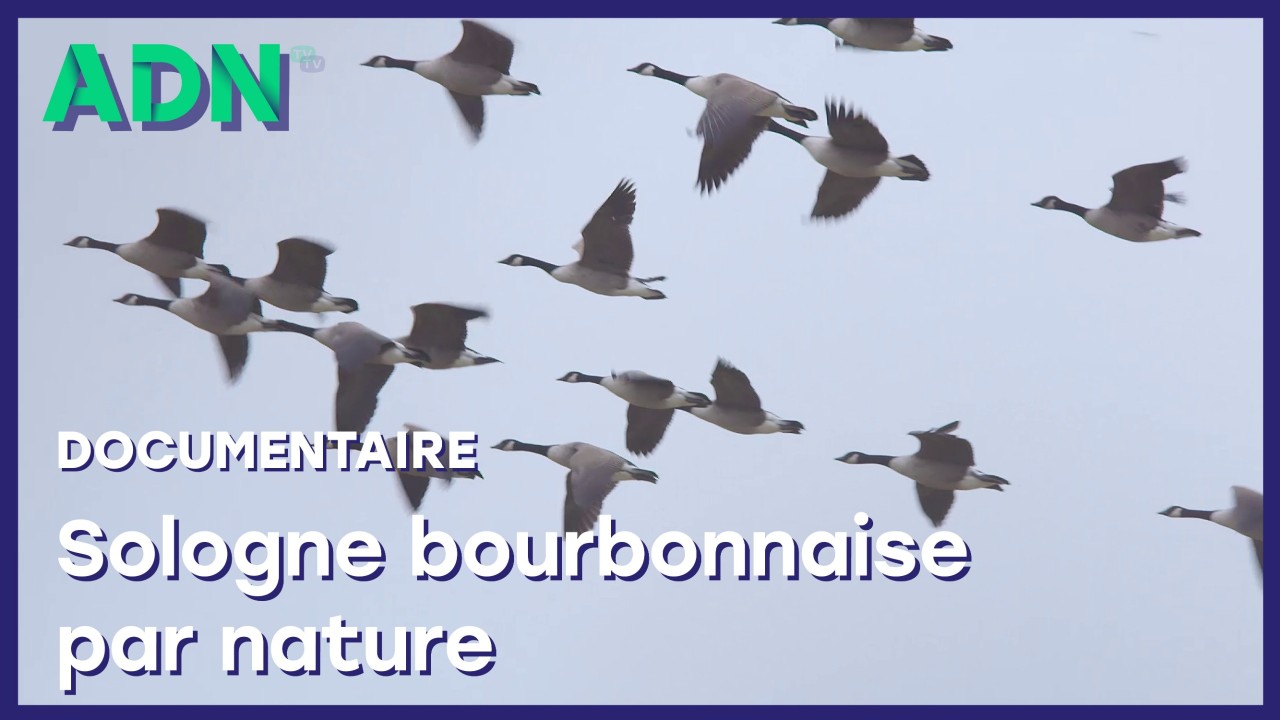 Sologne bourbonnaise par nature