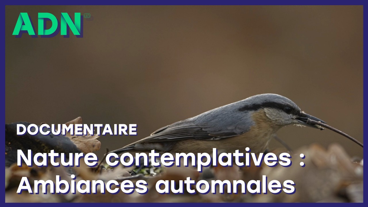 Nature contemplative : Ambiances automnales