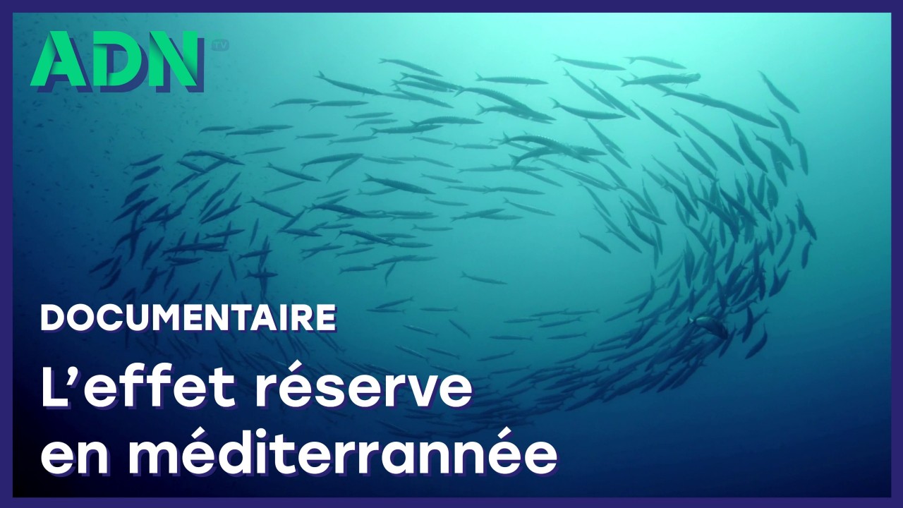 L'effet réserve en Méditerranée