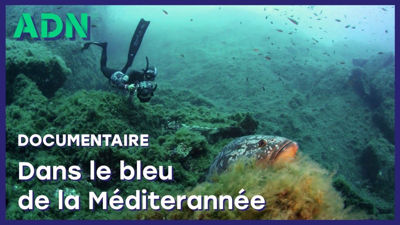 Dans le bleu de la Méditerranée