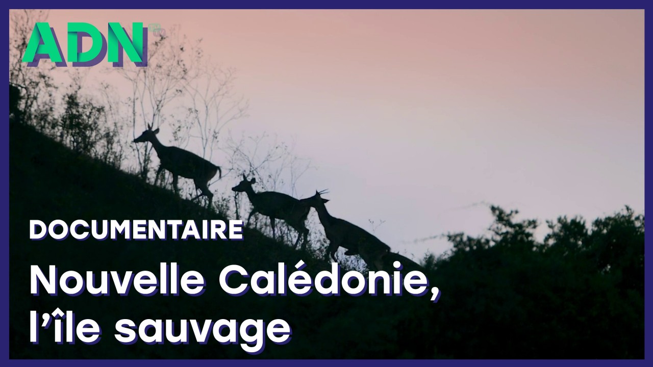Nouvelle Calédonie, l'île sauvage