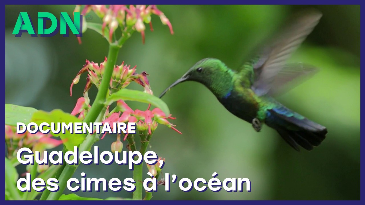 Guadeloupe, des cimes à l'océan