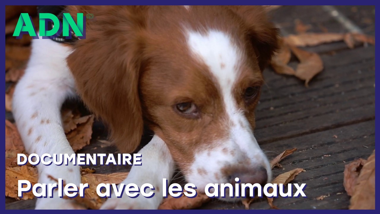 Parler avec les animaux