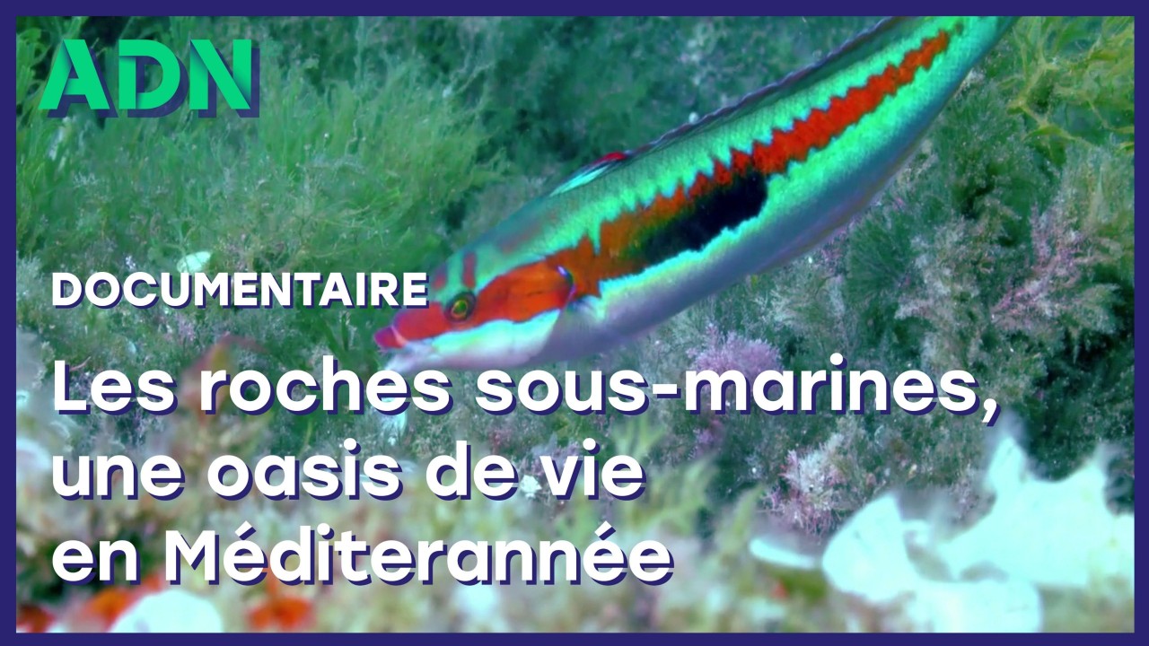 Les roches sous-marines, une oasis de vie en Méditerranée