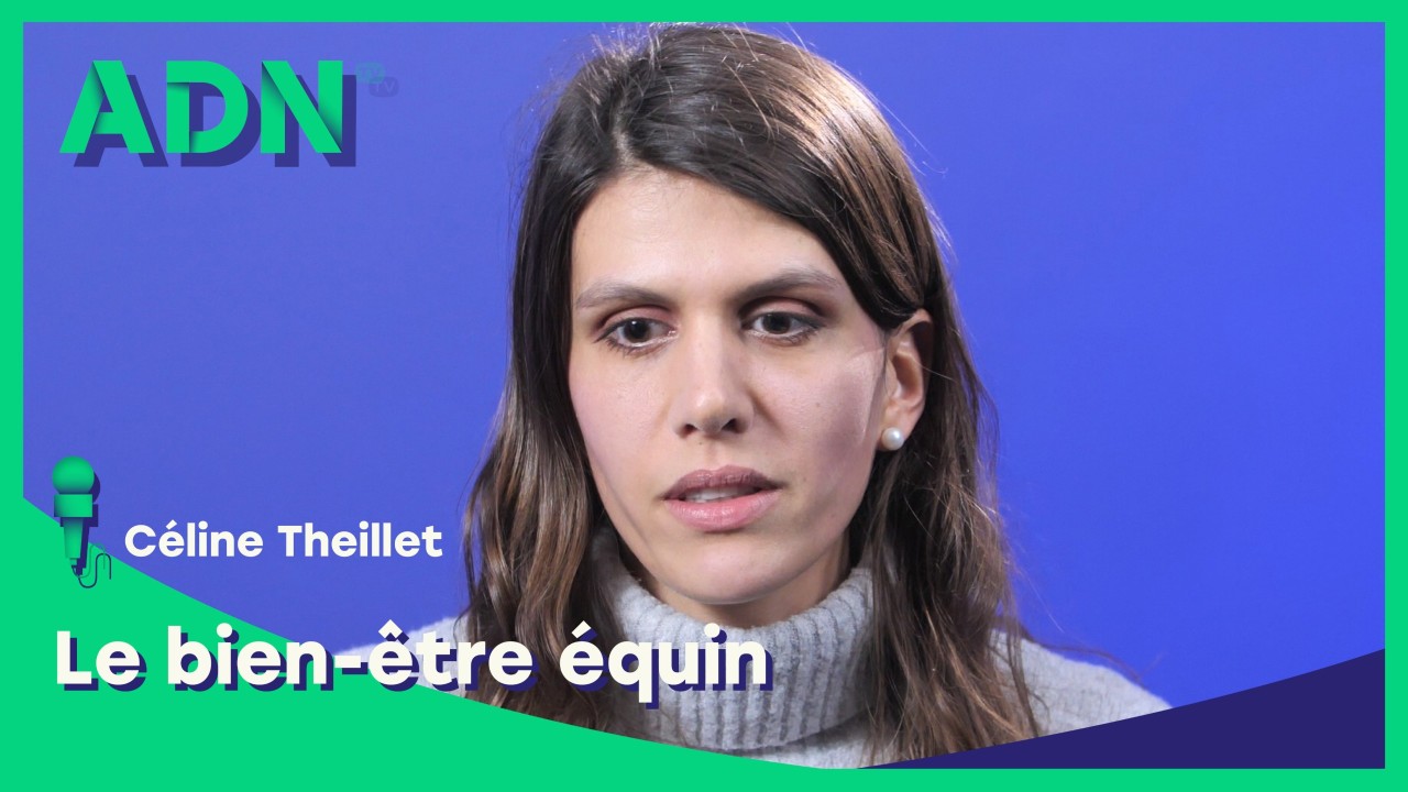 Le bien-être équin