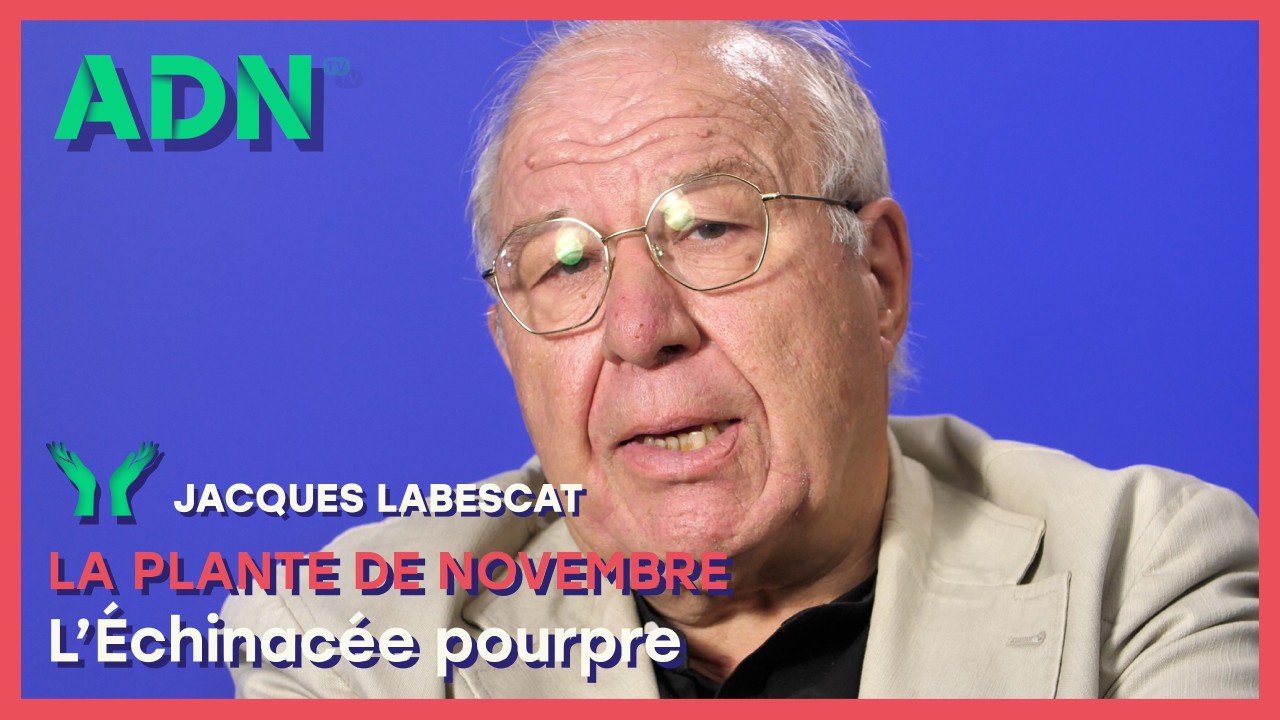 La plante de Novembre : L’Échinacée pourpre